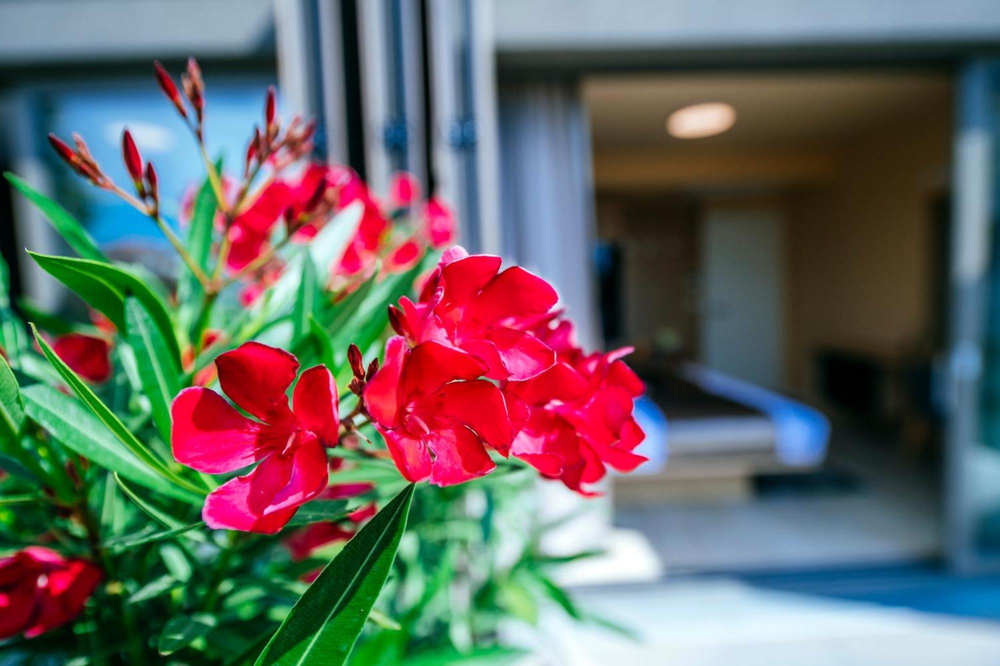 Dedaj Resort - Villa Auri Zadar Rom bilde